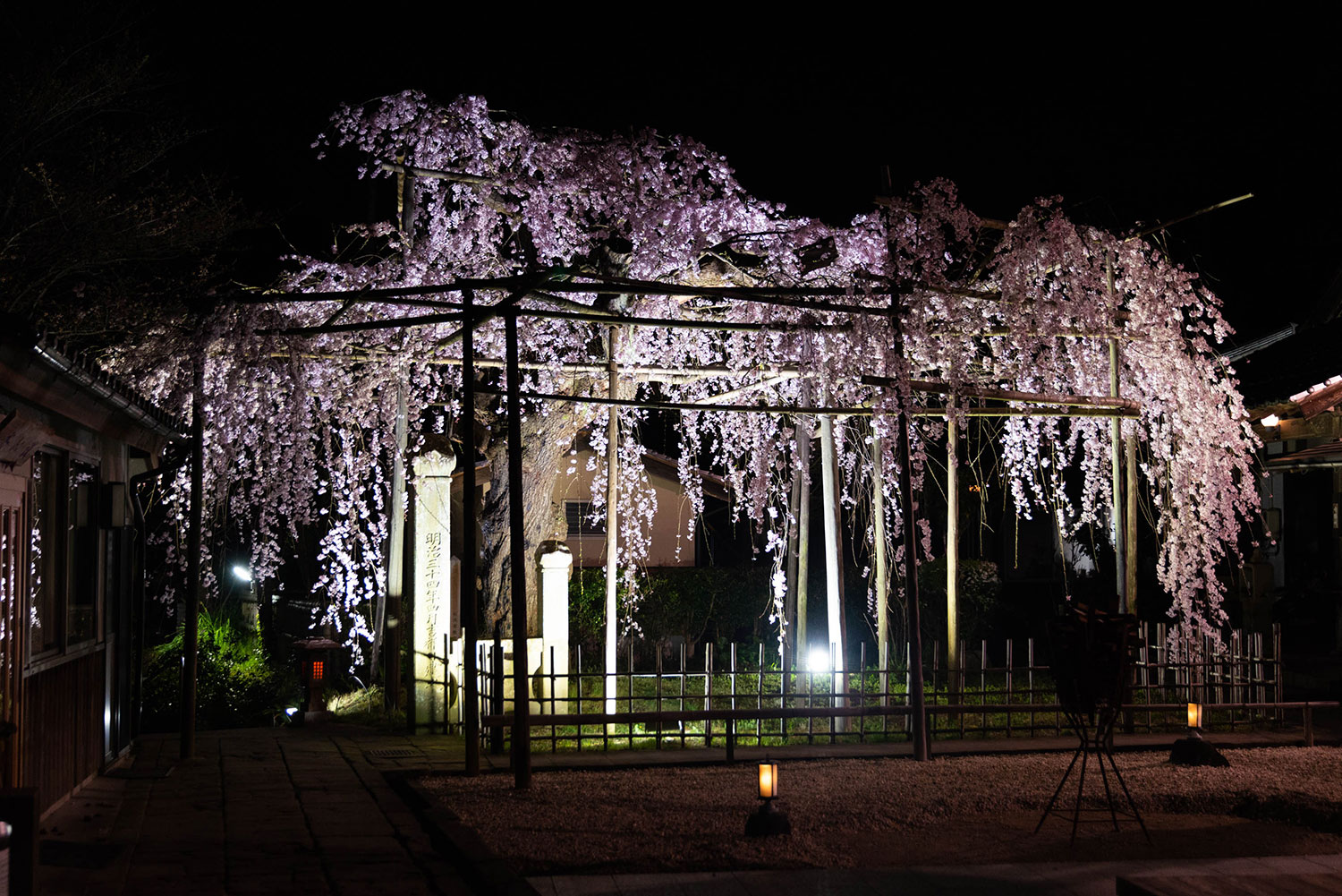 松江の桜の名所、千手院の枝垂れ桜の夜桜